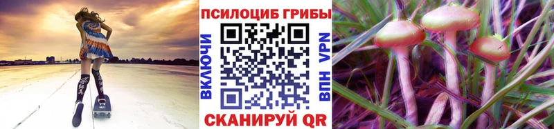 mega tor  купить закладку  Берёзовский  Псилоцибиновые грибы Psilocybe 